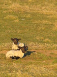20100308 More little lamb on Ogmore commons